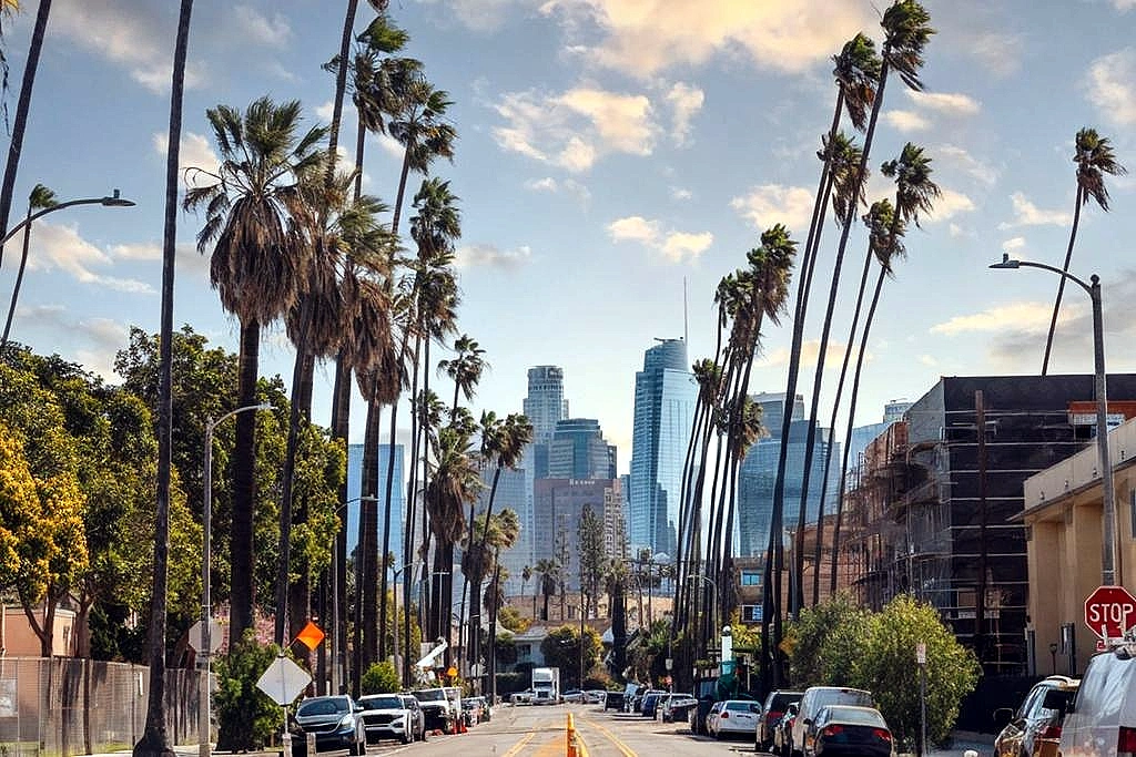 Skyline of LA through the palms.